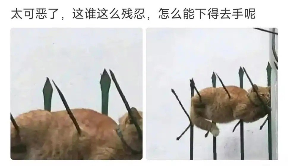 猫：听说你到处跟别人说我死了 
