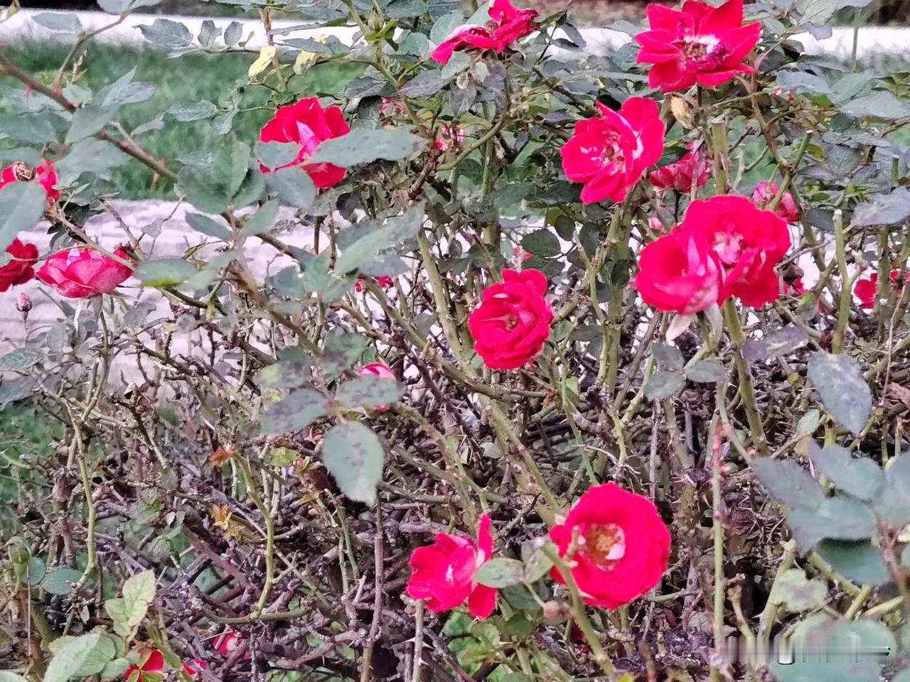 #随手拍张照#
       这些粉红玫瑰在灌木丛中绽放，美得让人窒息。