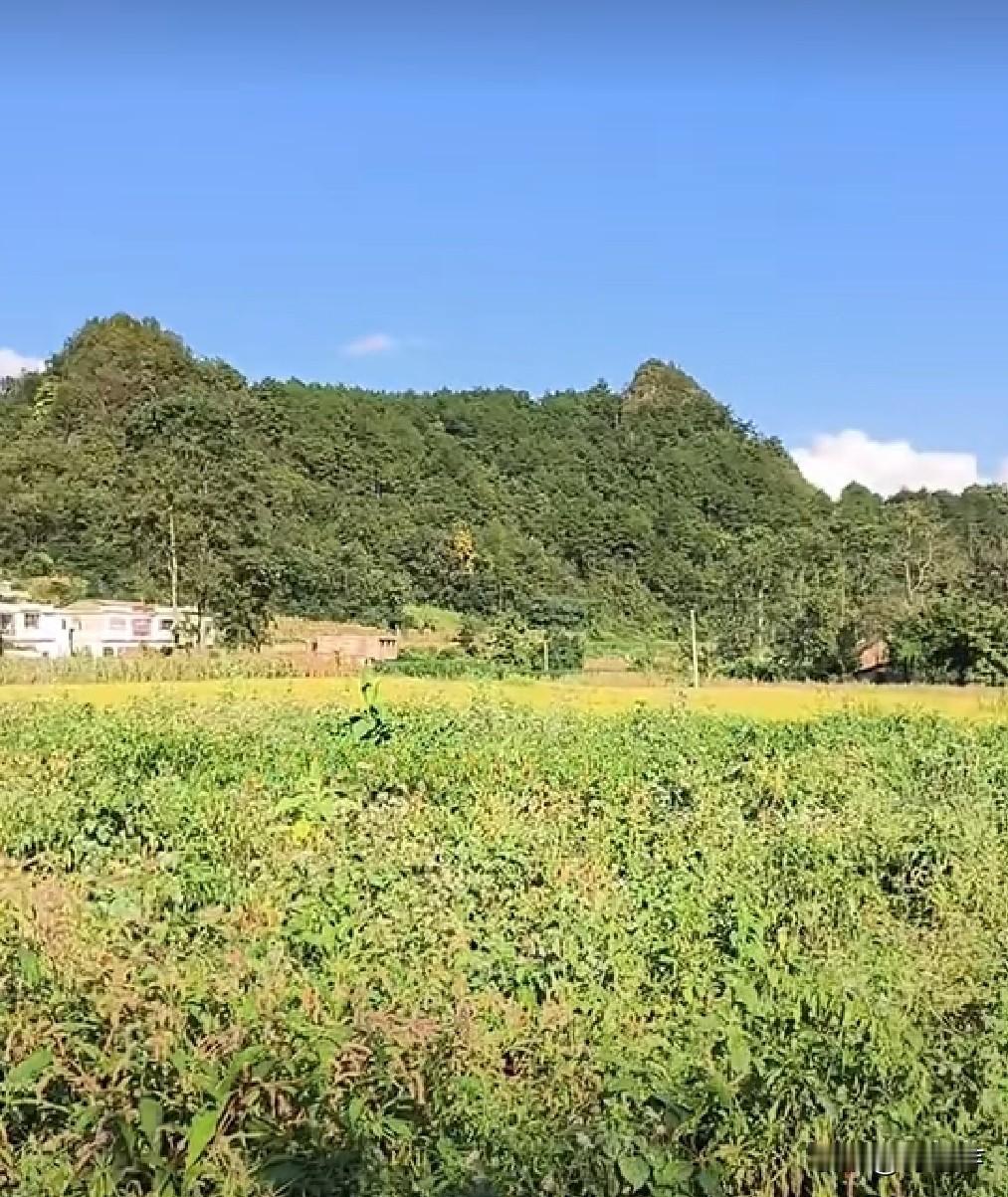 看到有人问这是展诰还是展轴，还挺有意思。在传统文化领域里，展诰与诰轴可是有说法的