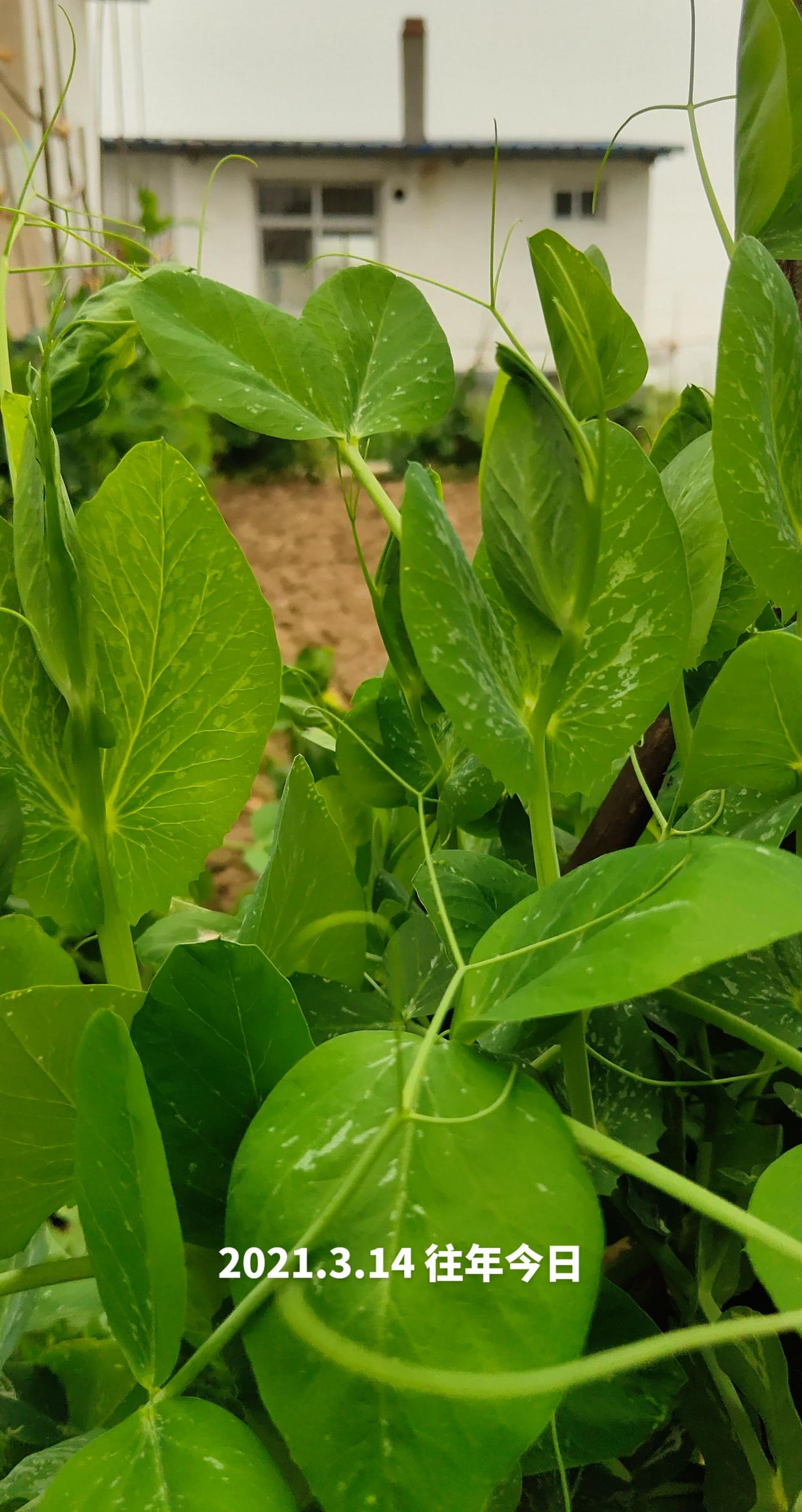 植物摄影的治愈瞬间 你们家乡有这种植物吗