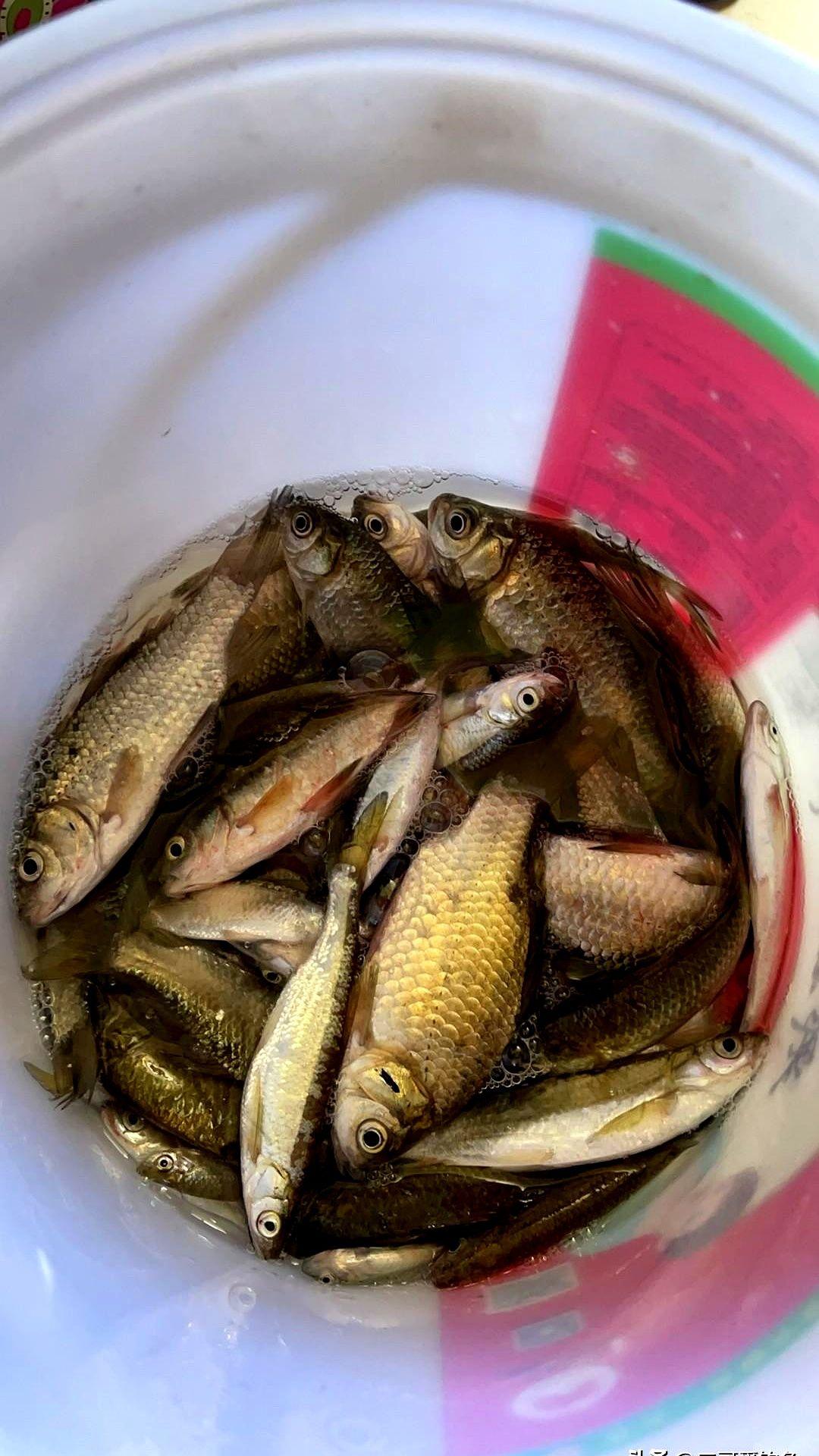 别再被那些钓鱼“大师”忽悠了。

看到水面黑压压一片鲫鱼上浮，他们就教你剪铅皮、