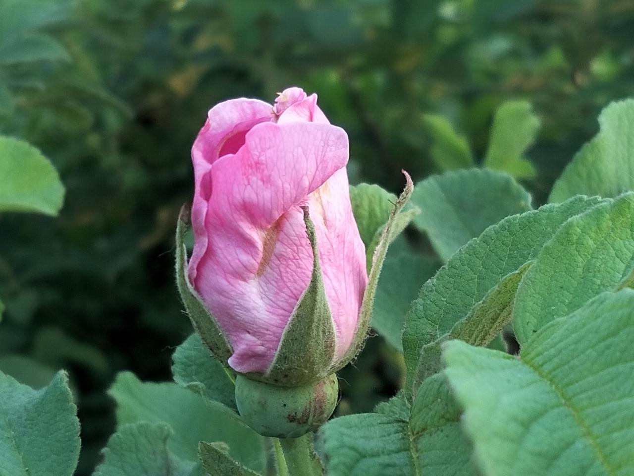 ，什么花都行