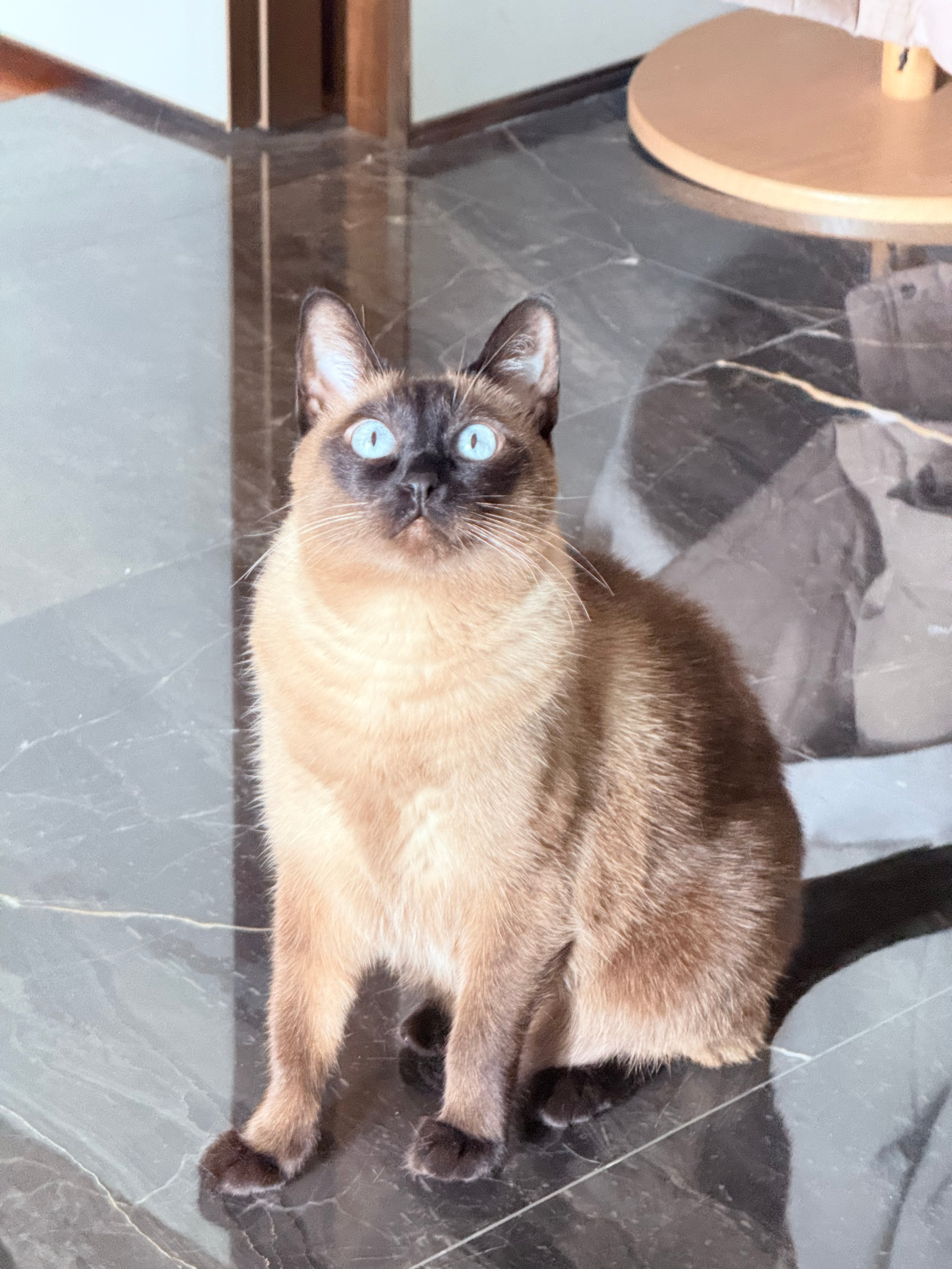 屁公主开始换毛！今日战绩是三张毛大饼 