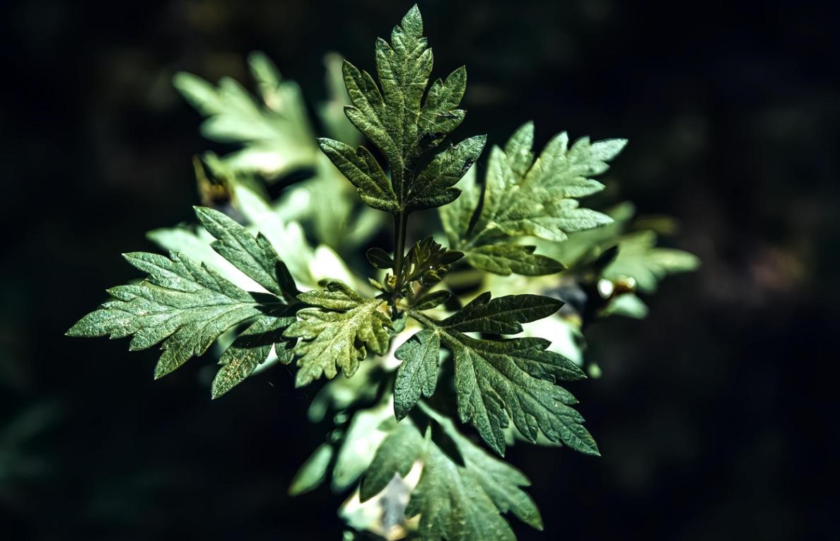 再过不久便是端午节，如今出现一个和往年截然不同的现象：大量市民提前购置艾草悬挂，