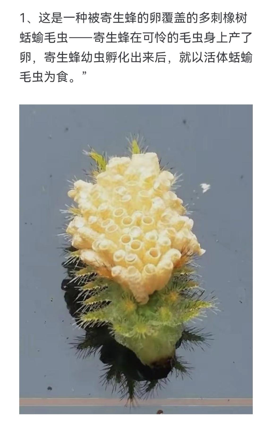 这是一种被寄生蜂的卵覆盖的多刺橡树蛞蝓毛虫