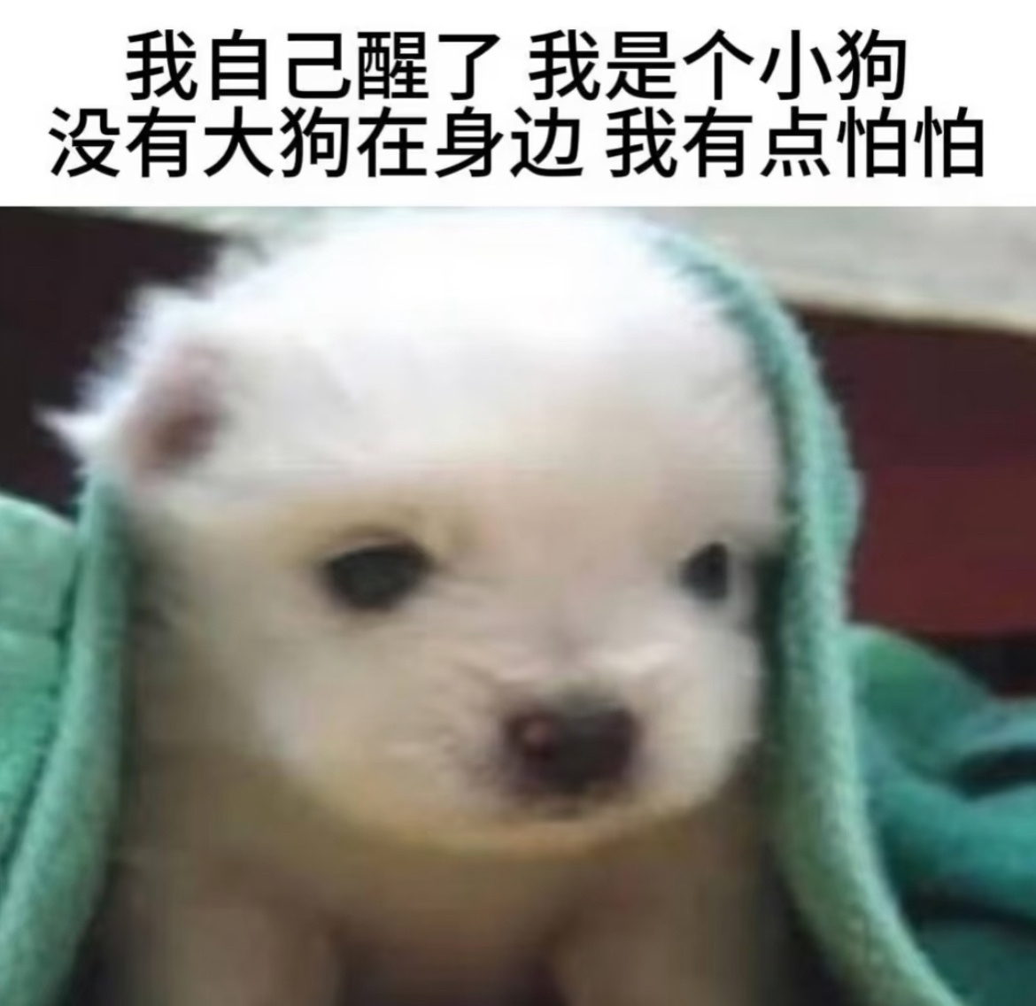是这样吗曾舜晞吴老狗