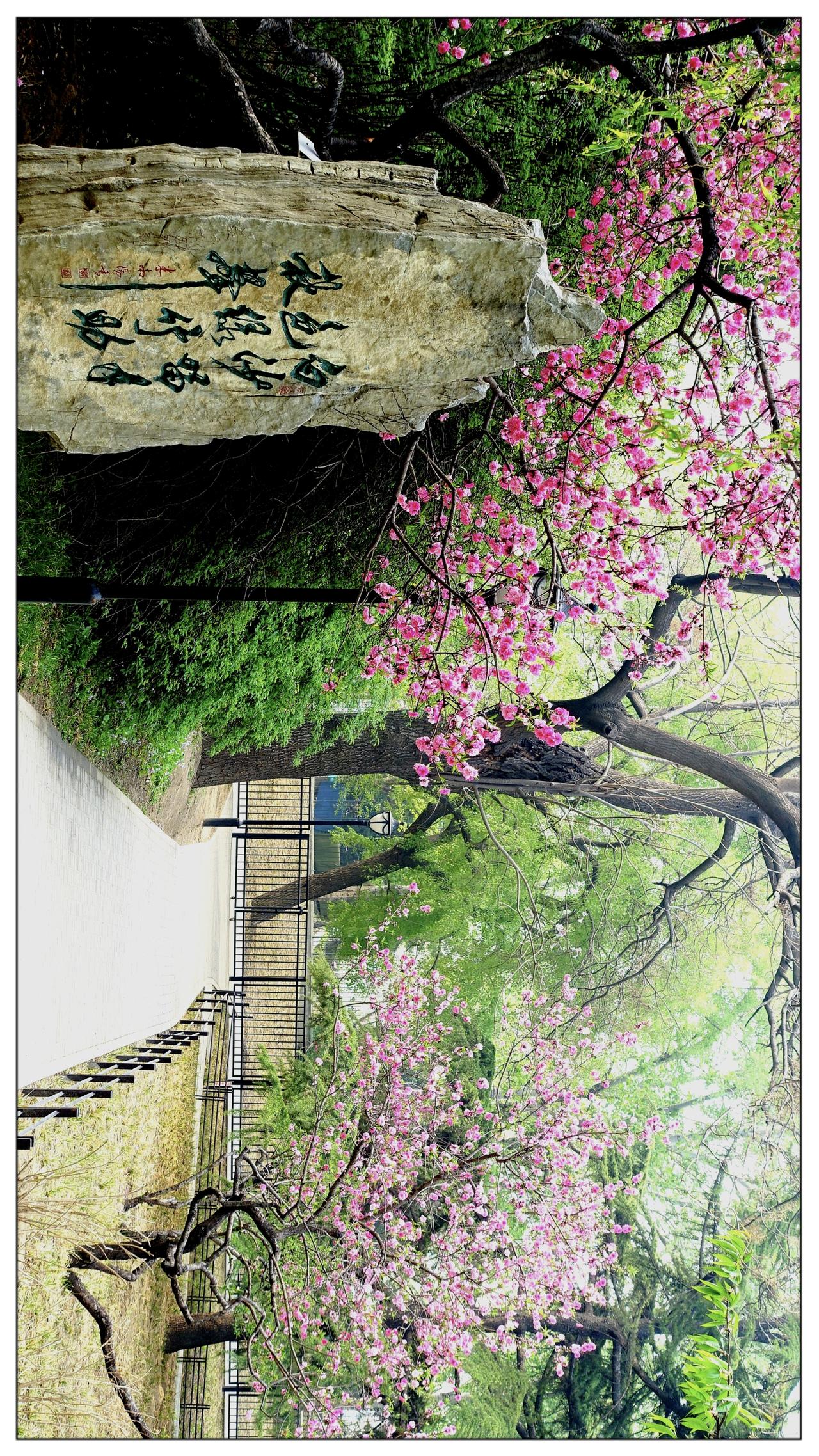 花红柳绿美陶然