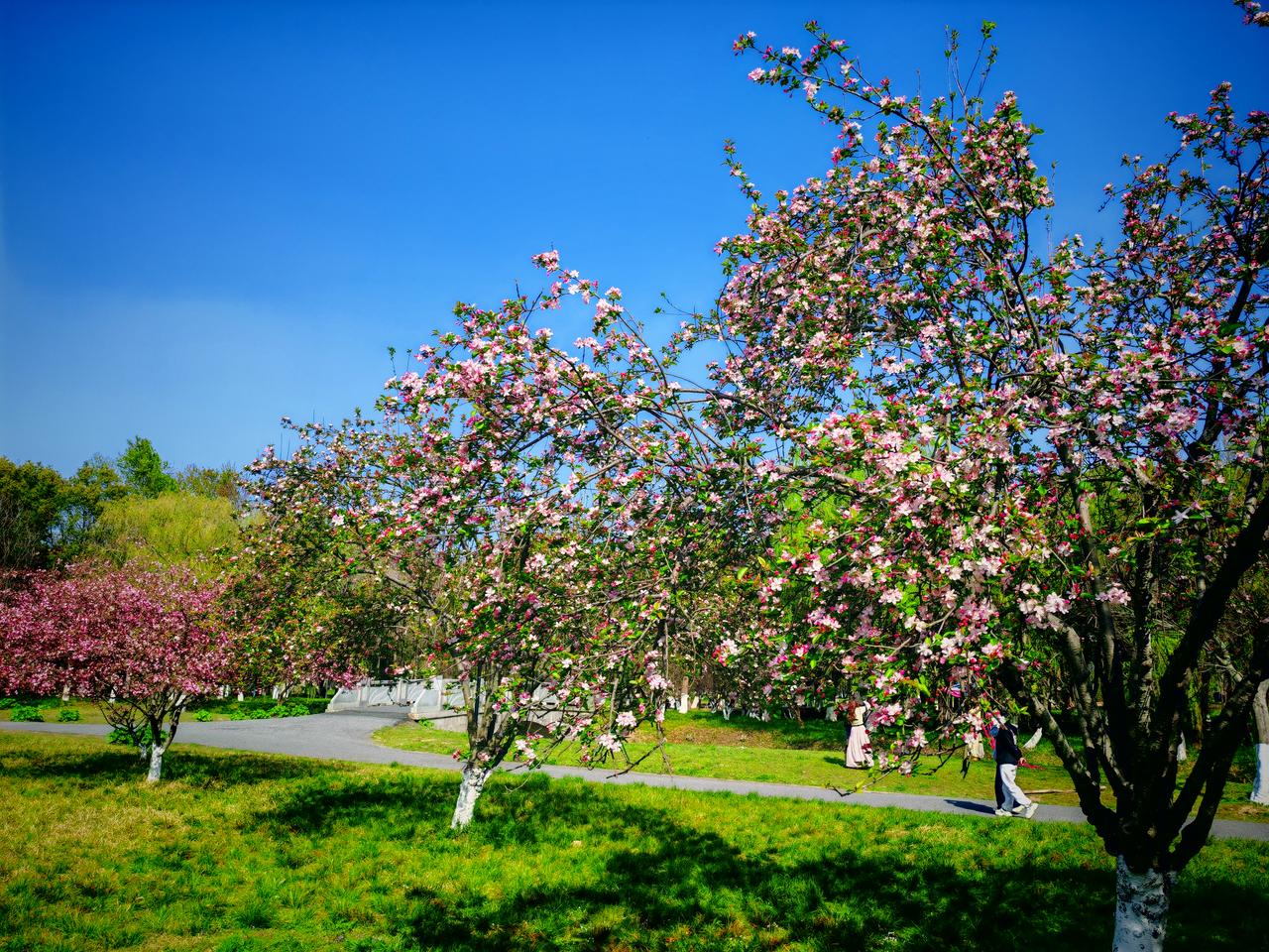 春日生活打卡季