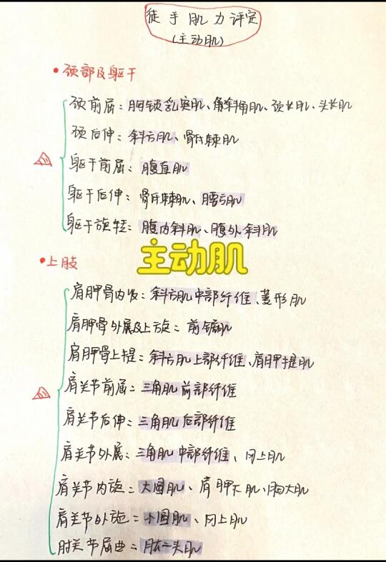 今日分享——主动肌