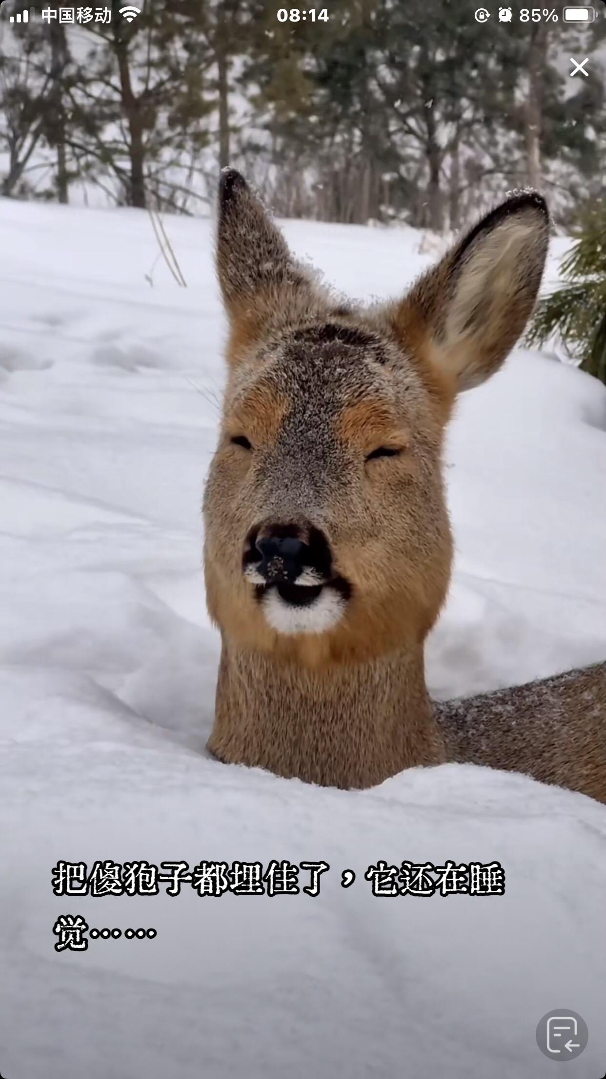 雪太大了吧