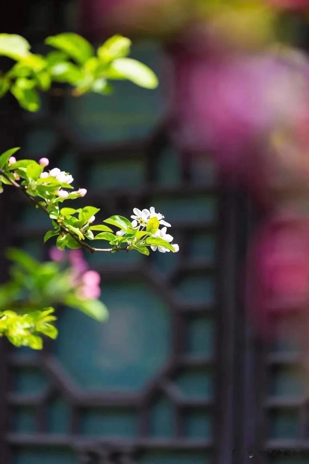 春天的味道越来越浓，暖暖的春风，吹醒了花开，吹绿了草木，春暖花开，春山含笑，岁月