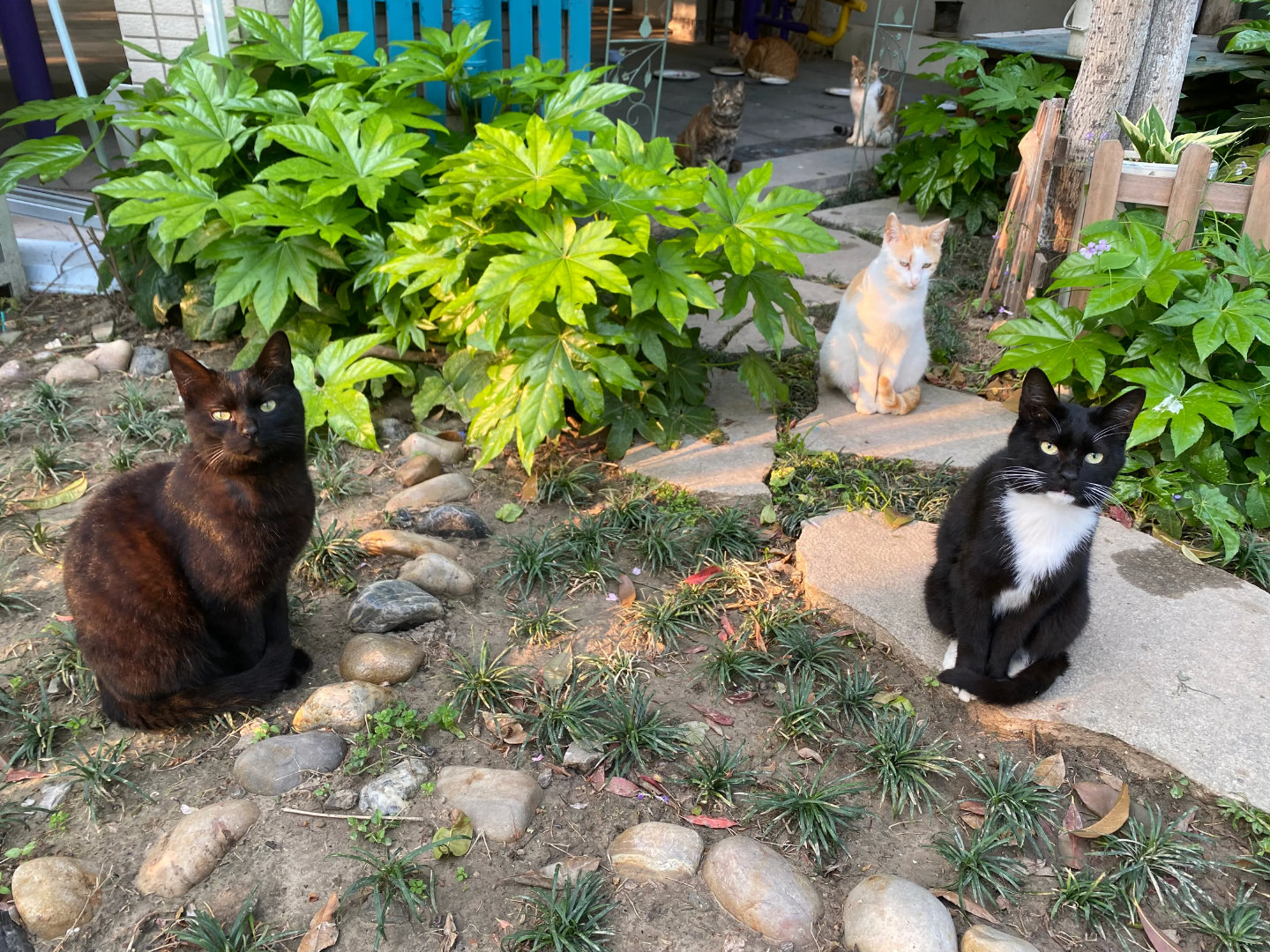 网友分享：花园里流浪猫，静静地坐着等待投喂～