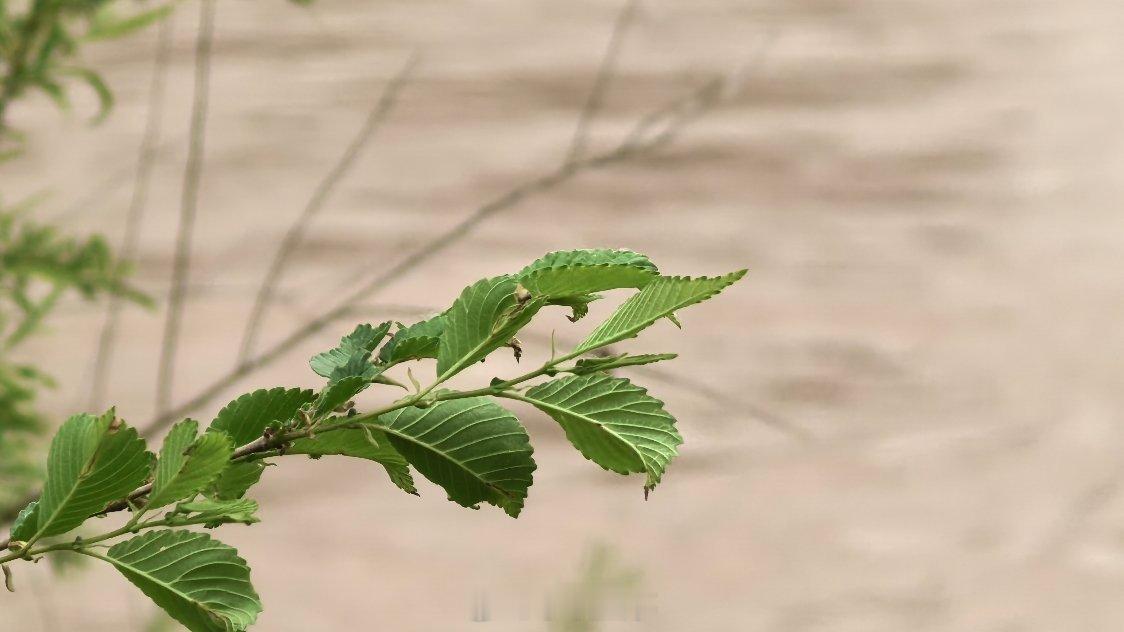谷雨过后再无寒人间芳菲已向暖时光有约，加油少年！陈年夜话