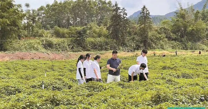 清远连州市九陂镇：学子“三下乡”助力“富硒小镇”发展中草药产业