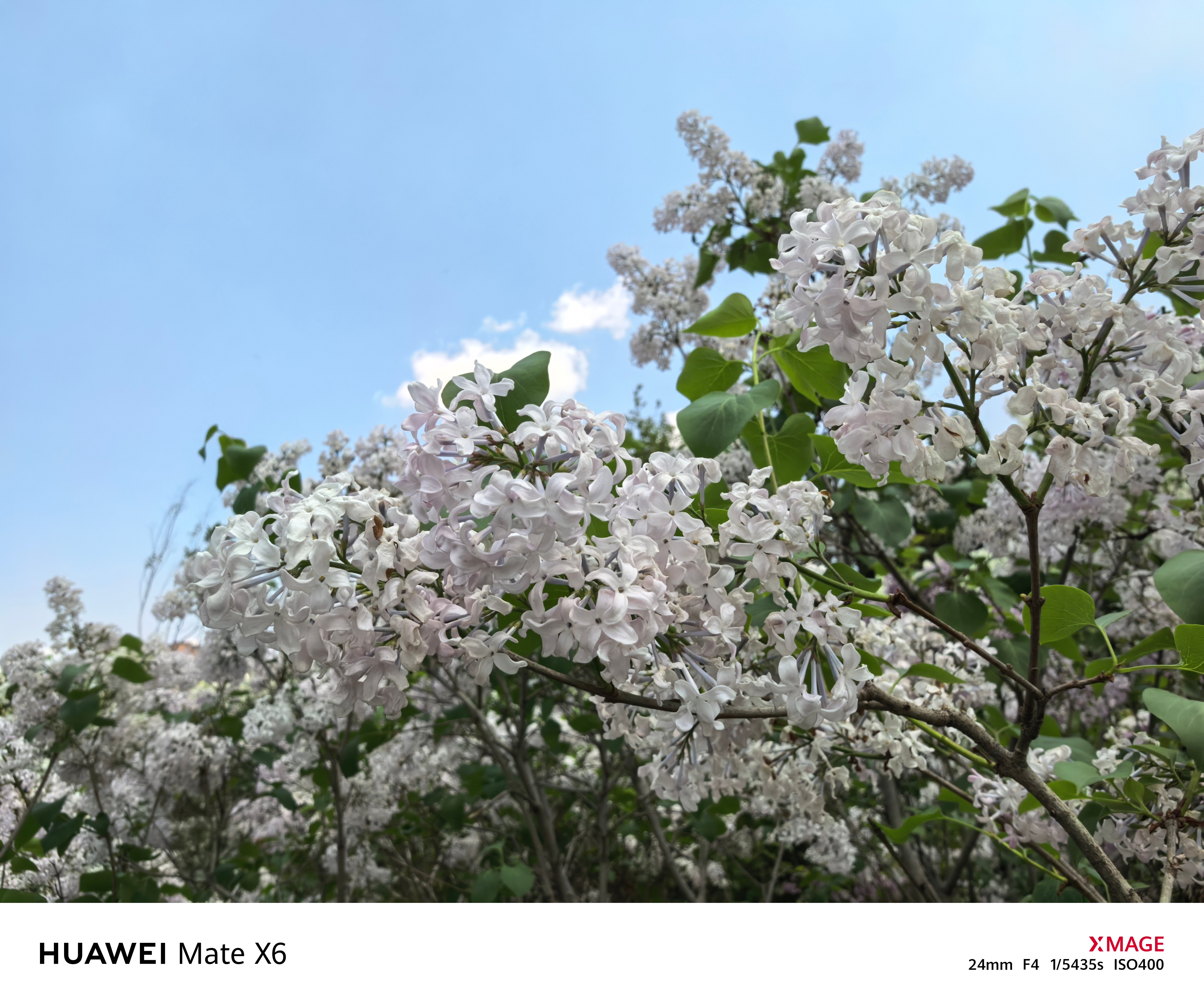 又到了哈尔滨市市花－－丁香花盛开的季节，真香啊[抱一抱] ​​​