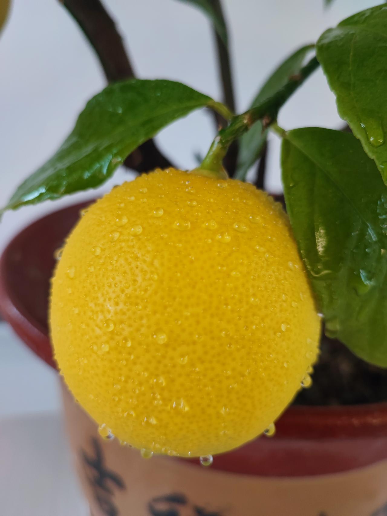 相册里最近的一张水果照片看看柠檬熟透了吗？可以吃了吗？