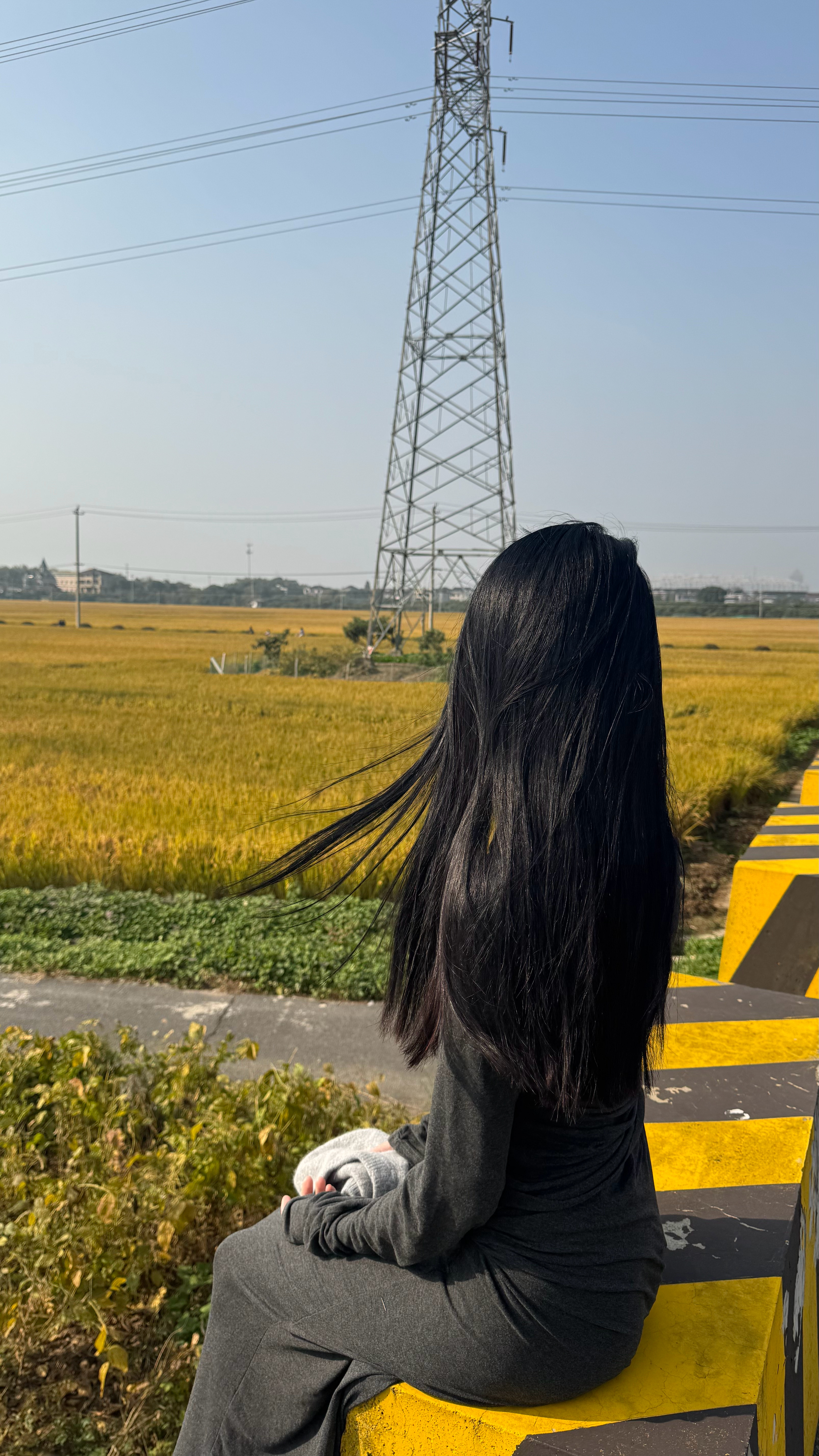 一年一度的麦穗 ​​​