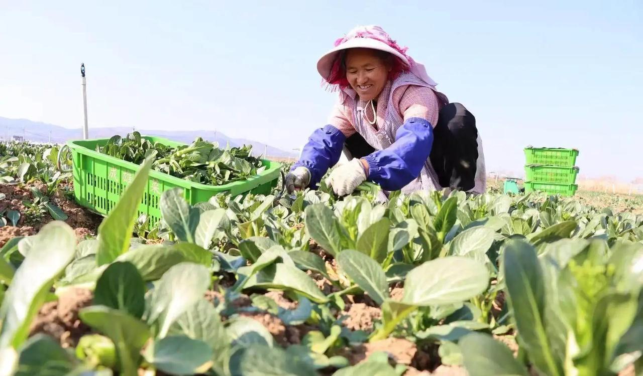 2025年春节前，云南曲靖沾益区菜篮子稳稳当当，蔬菜产量64.2万吨、生猪出栏1