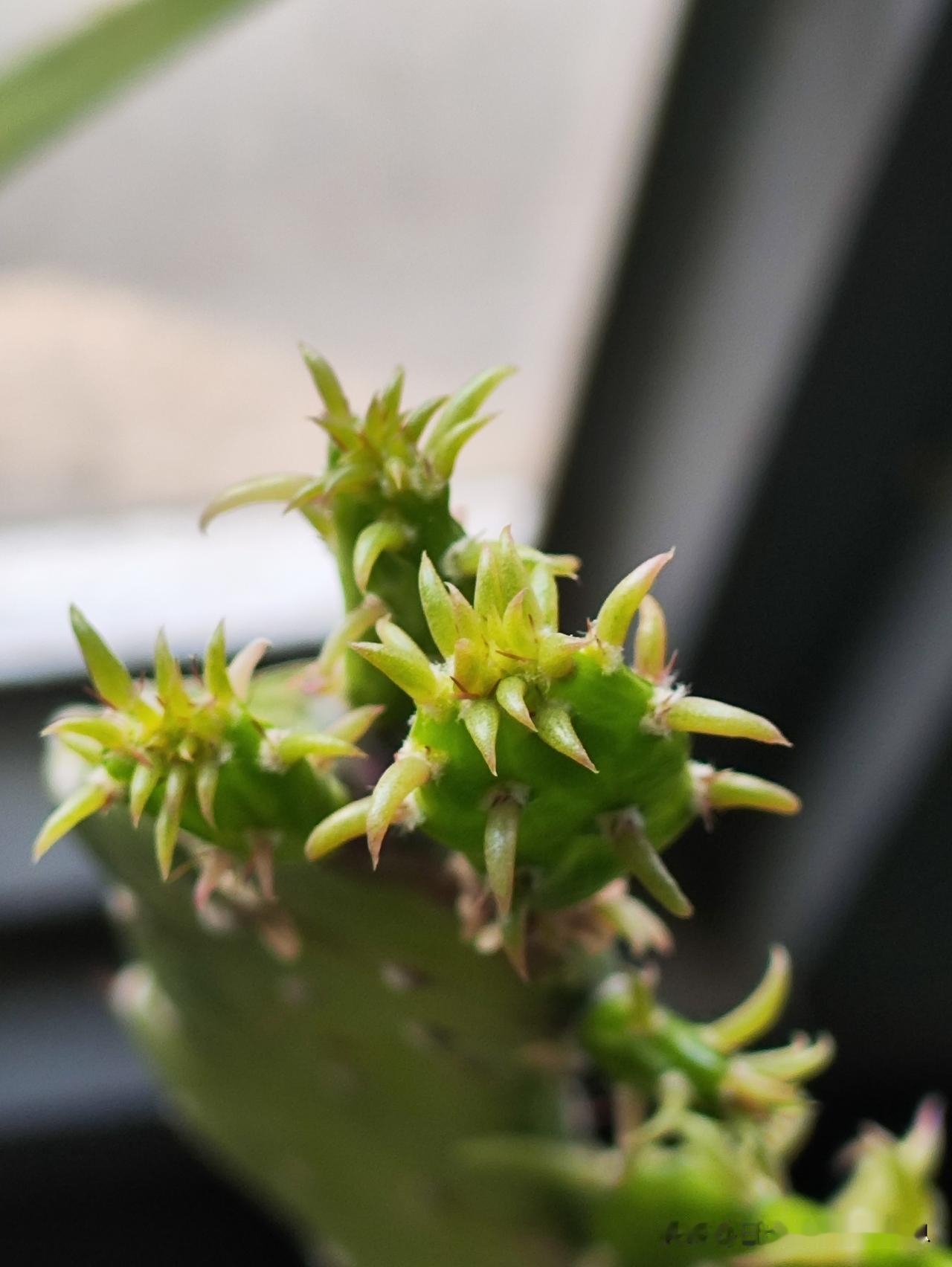 你们有见过仙人掌开花吗?
这个就是仙人掌
开花了
哈哈哈还不错吧
黄色仙人掌 可