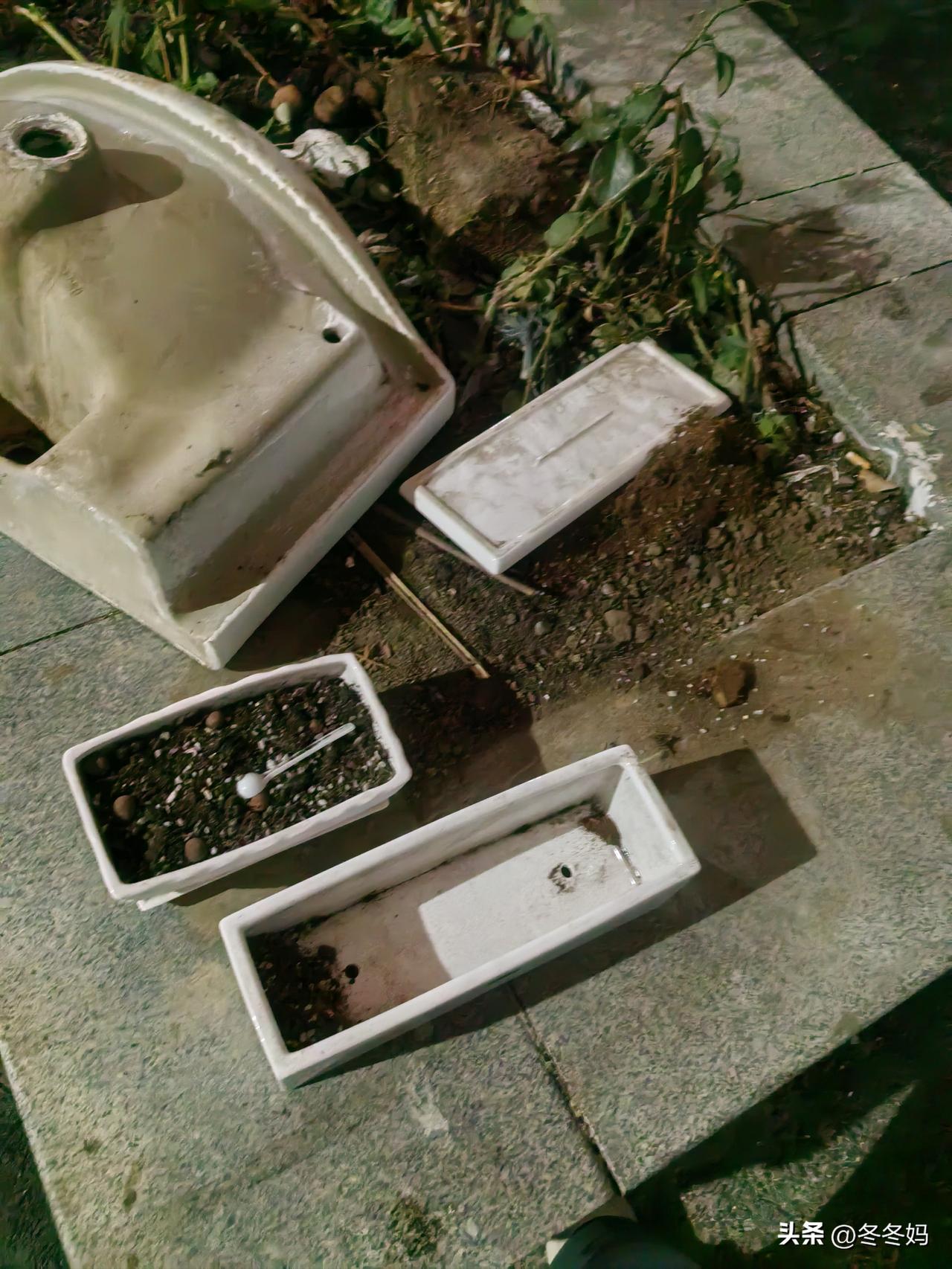 又捡着两个花盆了。
      昨天我还在念叨丢了四盆花，气得够呛，晚上出门扔垃