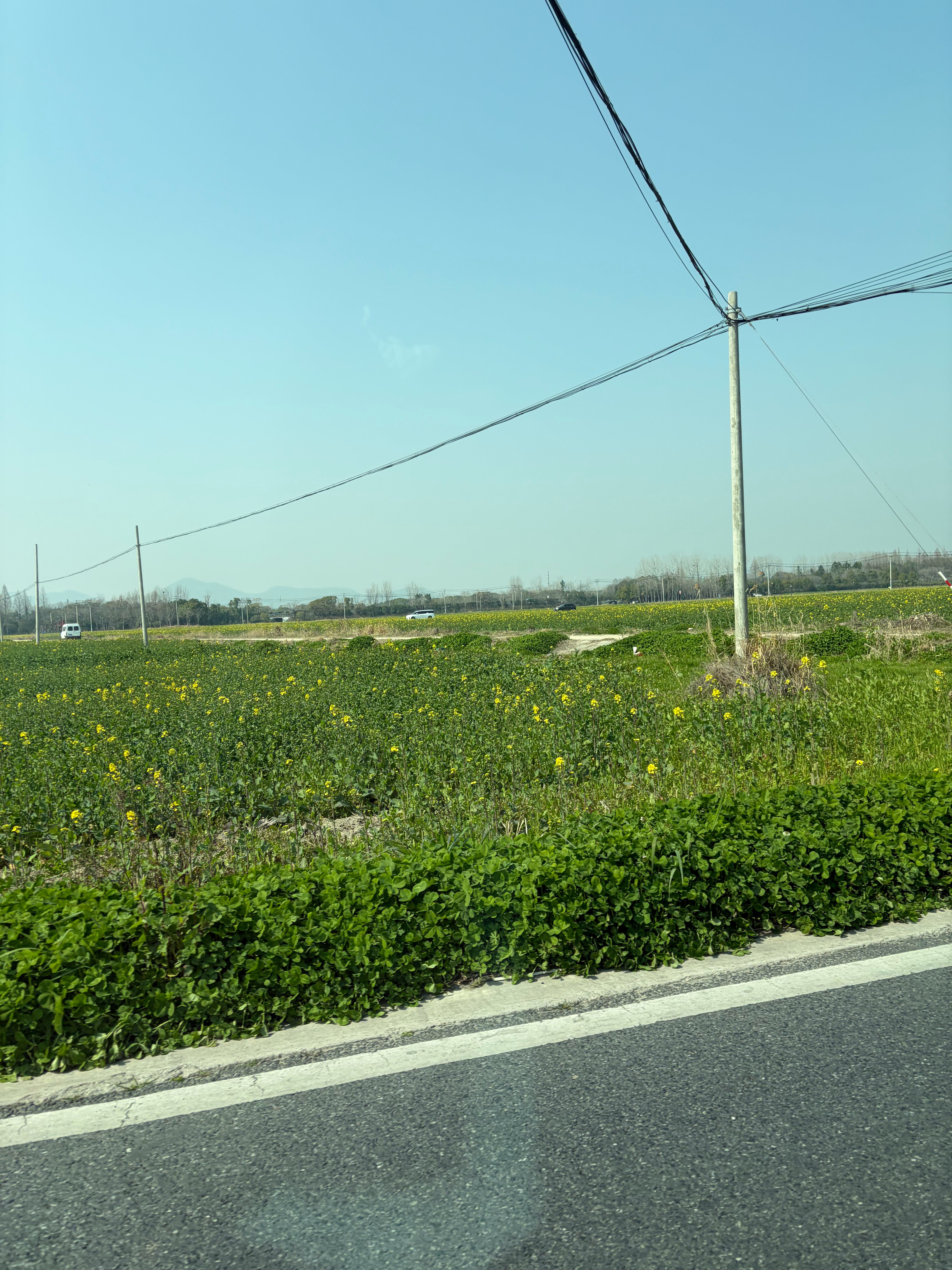 误入杭州城中村 路过一片油菜花田被司机一顿吐槽说种得不好