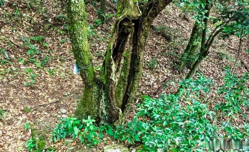 衡阳身边事【全球仅10株！南岳这棵“熊猫树”70年来首次开花！】近日，南岳树木园