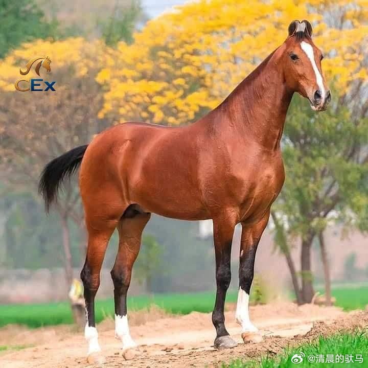 骏马图分享 