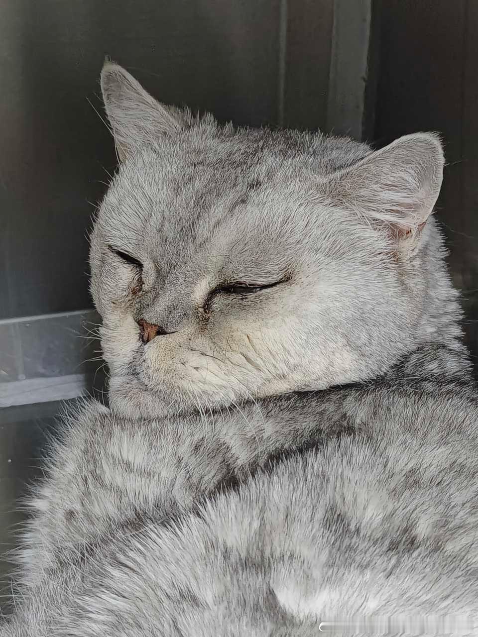 49490【丑猫】朱元璋来了（ 