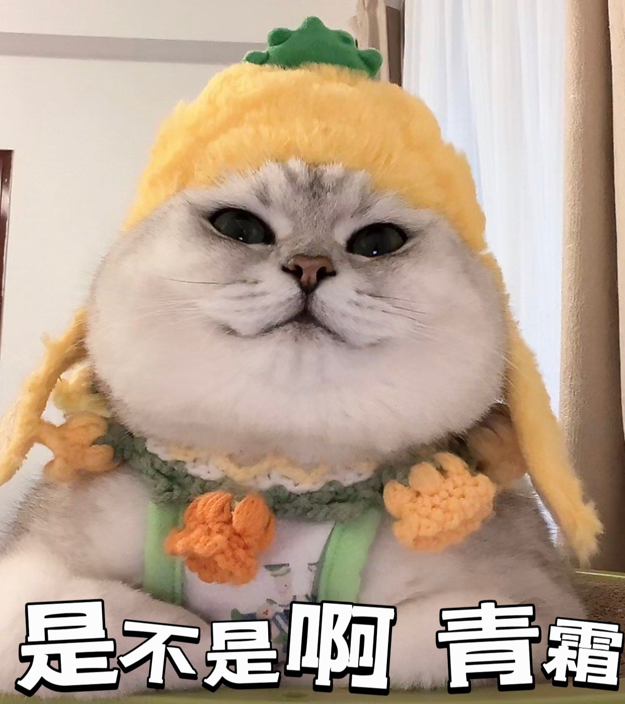 白鹿害羞社恐了！是不是啊，青霜！期待6月9号腾讯独播的莫离！白鹿求粉丝别喊了
