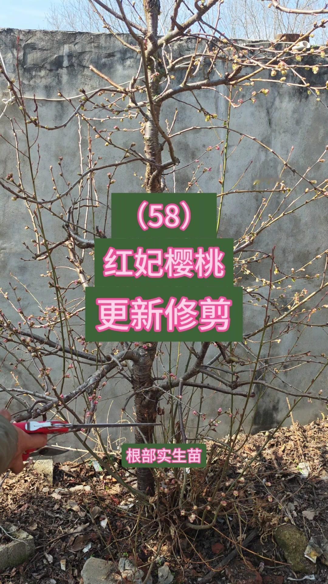 这是一棵主干型红妃樱桃树，树液开始流动时，先不修剪大枝，着重处理萌发的枝条。对于
