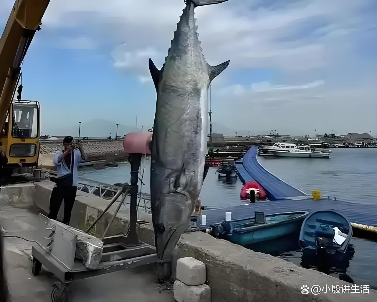 11月29日，一男子在珠海万山区担杆镇庙湾海域钓获一条长2.6米、重227.2斤