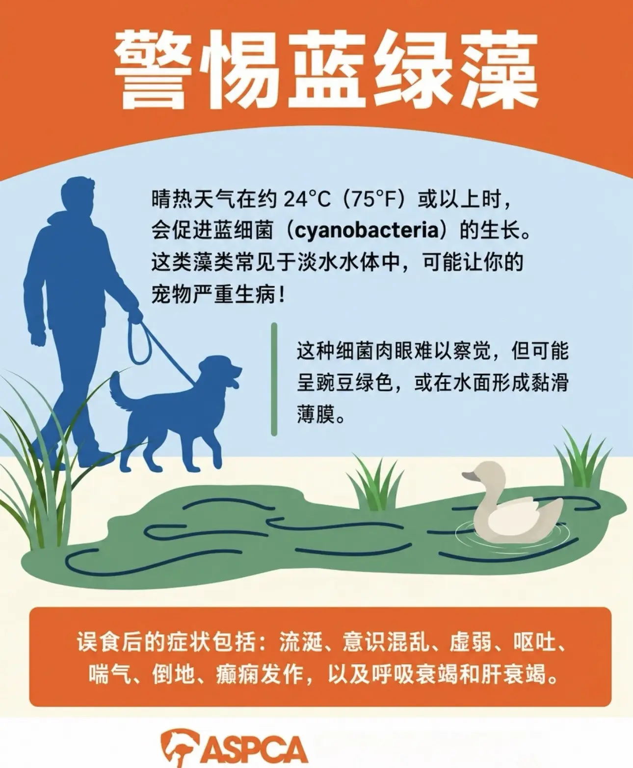 打算带宠物去水边游玩？警惕蓝绿藻毒素⚠️。夏季静止淡水湖、池塘极易爆发...