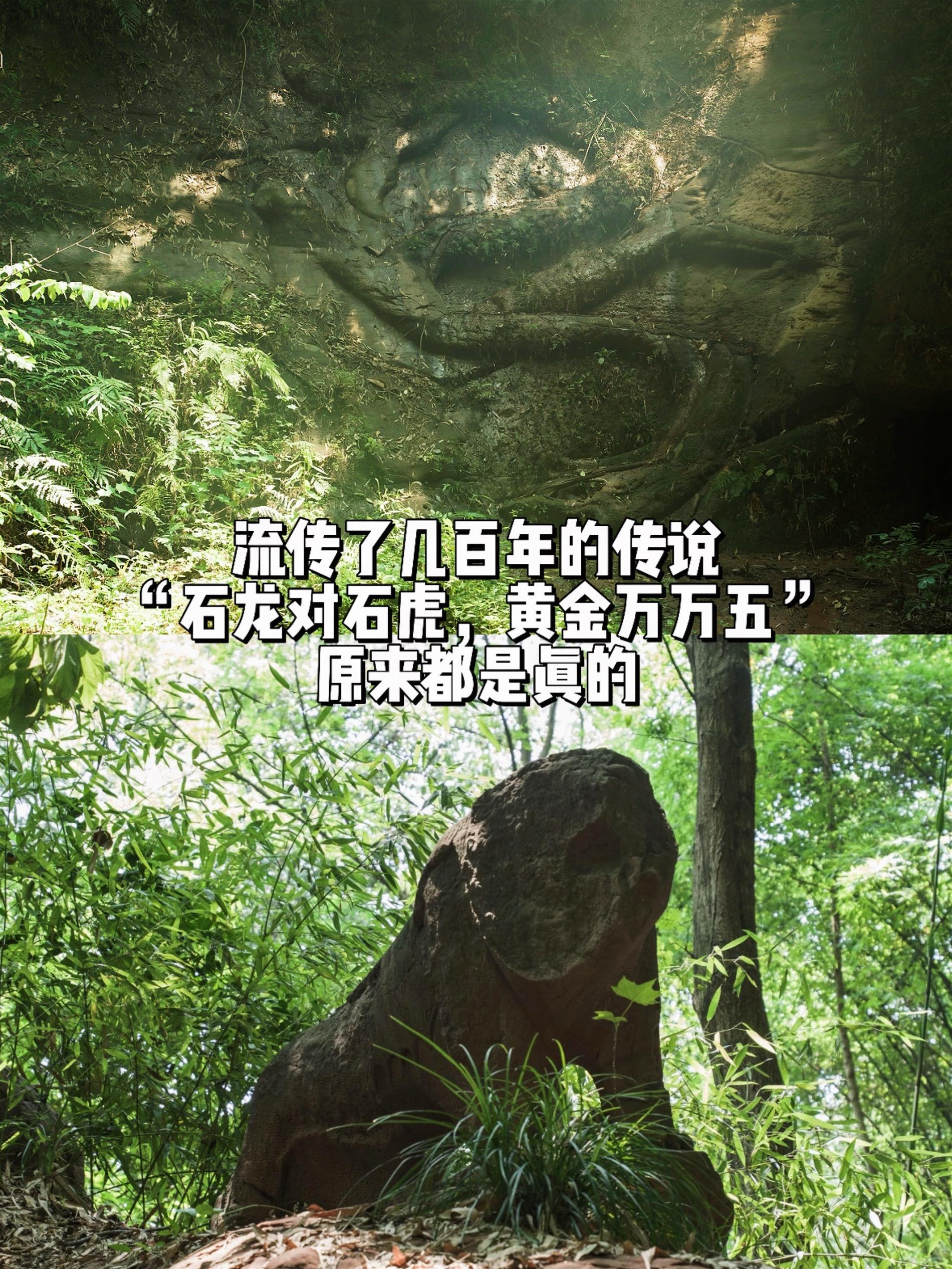 流传了几百年的传说原来都是真的！四川地区流传着“石龙对石虎，金银万万五...