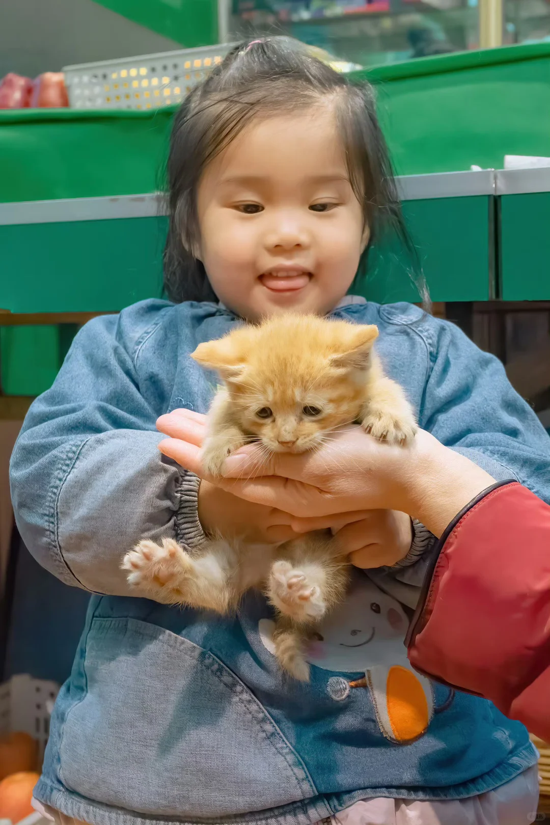 这些年我拍到的猫猫和人治愈瞬间