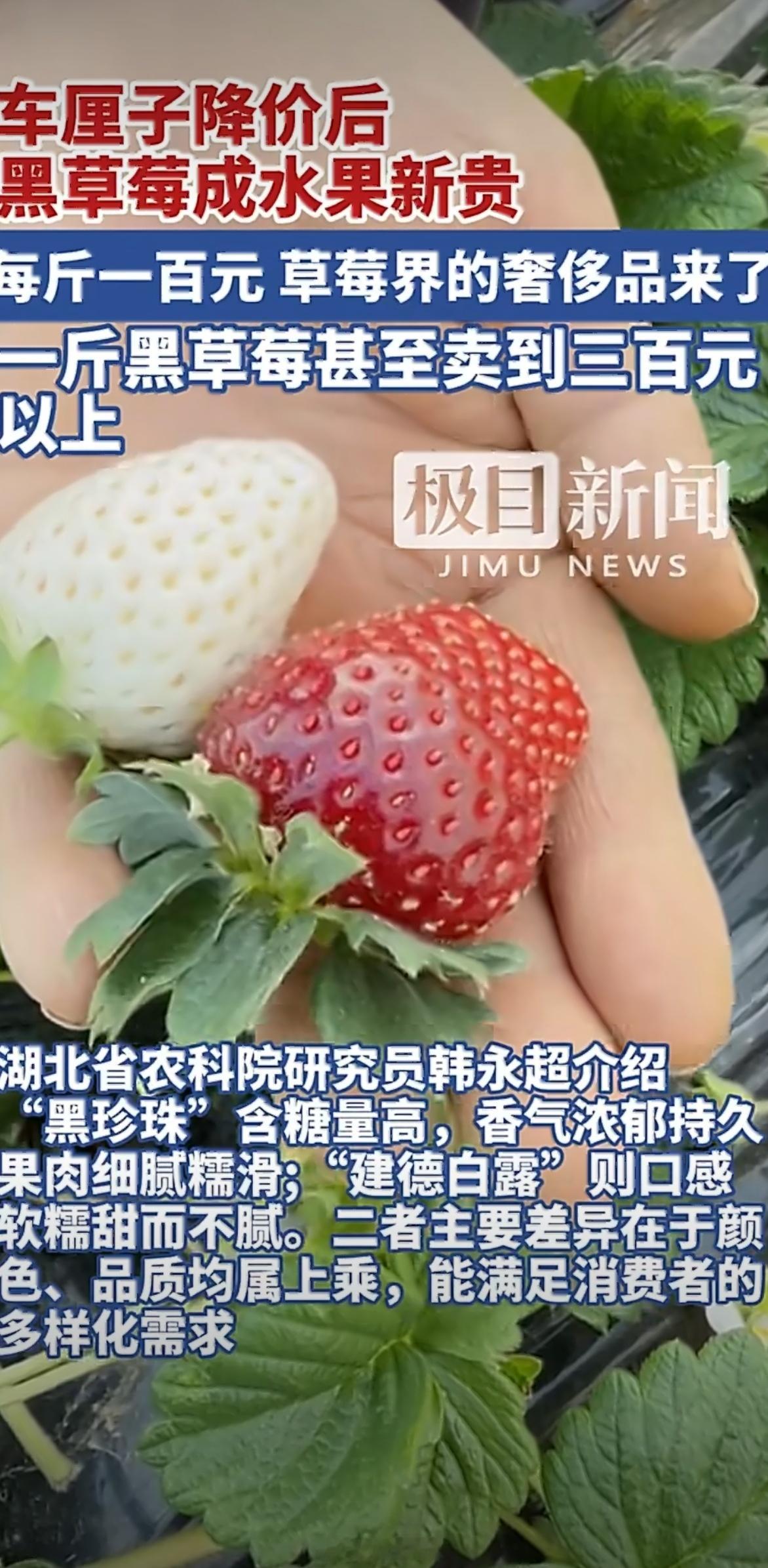 10元一斤草莓和300元一斤草莓区别 虽然我知道10元一斤的草莓已经非常好吃了…