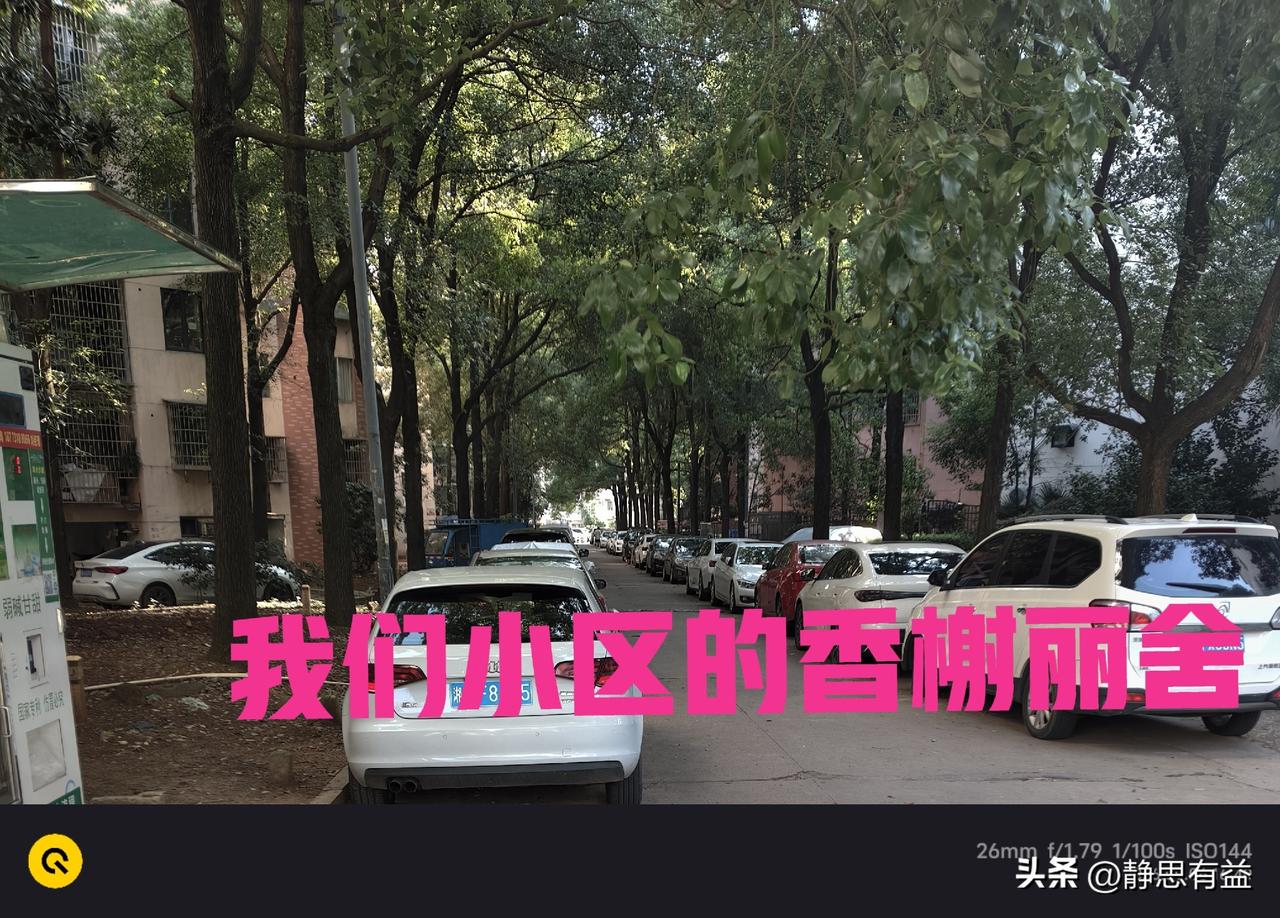 小区不能没有林荫大道。
儿子问我们为什么不搬到新房子住，新房那边户型大，装饰新潮
