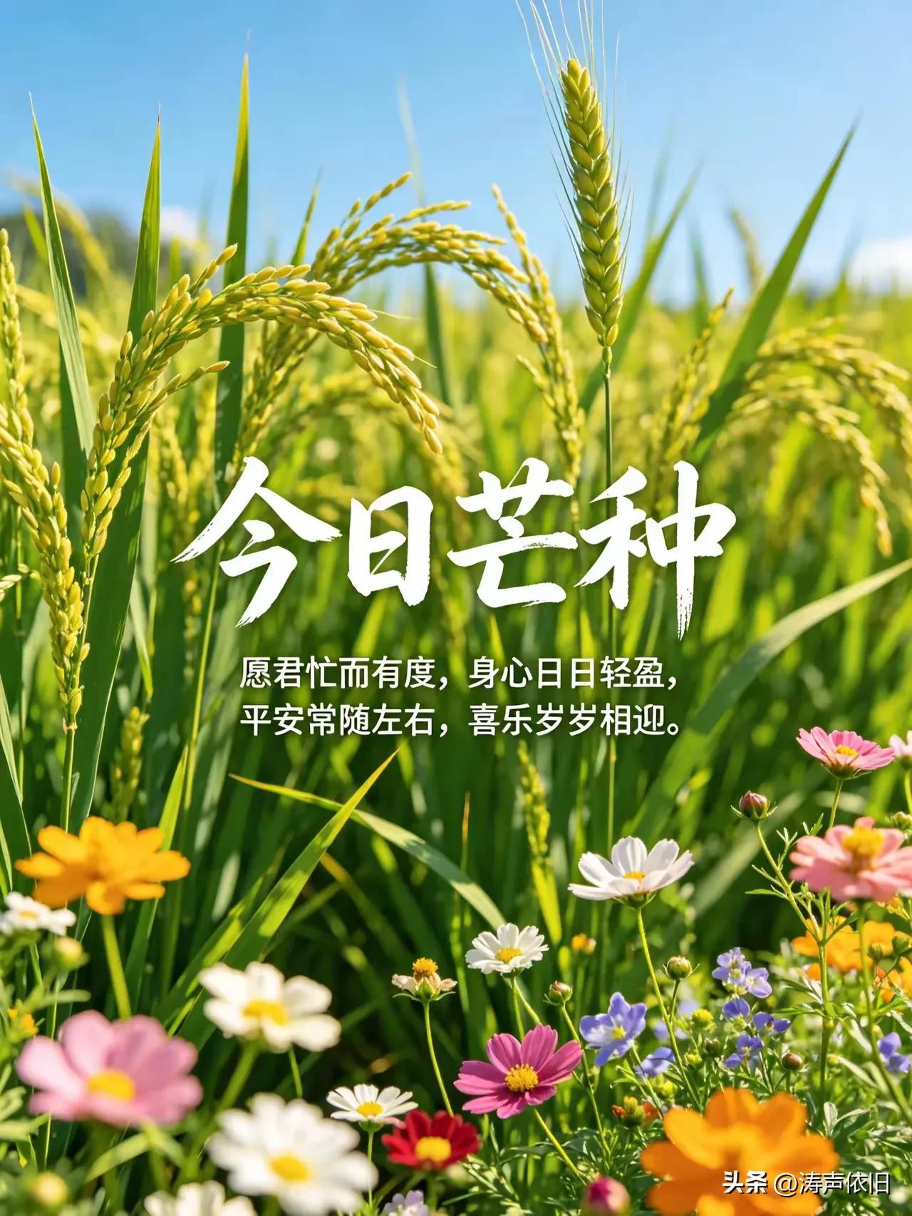 《采桑子·芒种》
 
芒种初临炎夏长，
沃野耕忙。
汗落田桑，
静待秋来稻溢香。