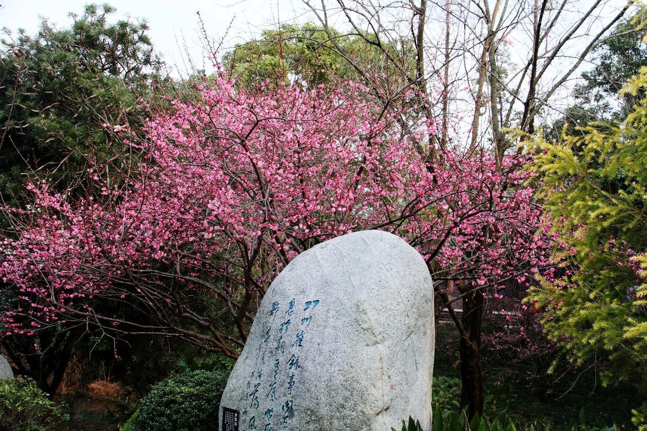 【初六立春日 寻梅浣花溪】20250204

正月初六，立春。天气不错，多云有阳