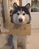 TED 精选视频