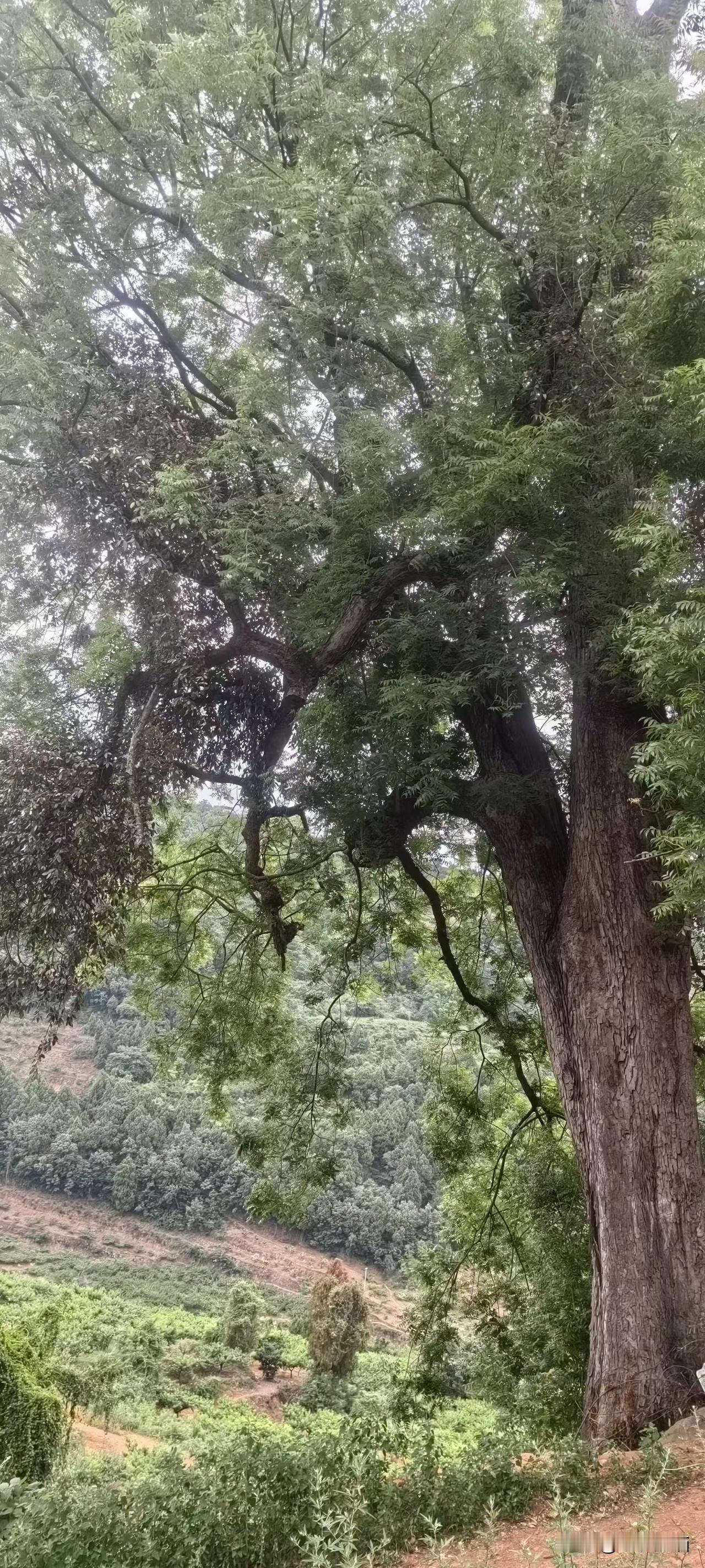 只说龙泉桃花多，那知森林也不少。干年老树百年林，清风爽人山中倩。
图文原创：东山