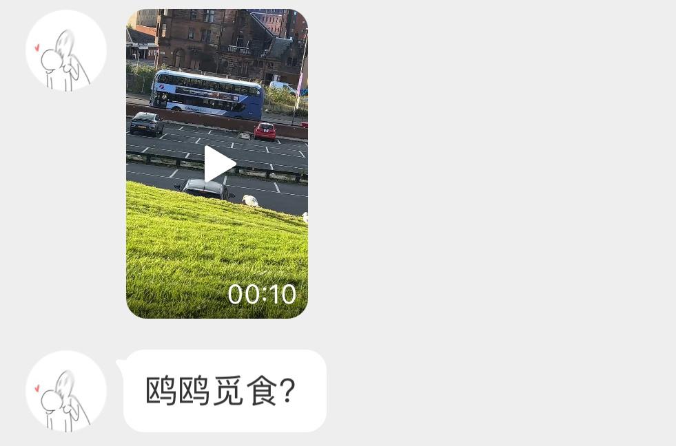 #鸟粉投稿# 跳踢踏舞的鸥鸥！脚丫子在草坪上跺来跺去，受惊的小虫子跑出来就会被它