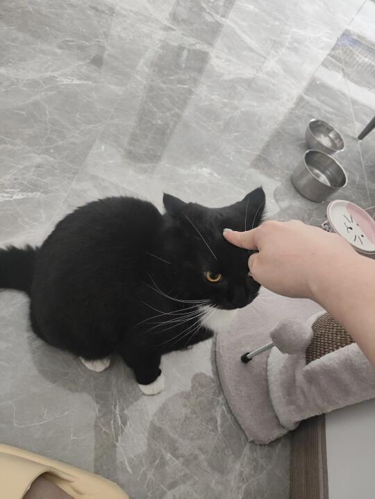 最符合奶牛猫刻板印象的一集