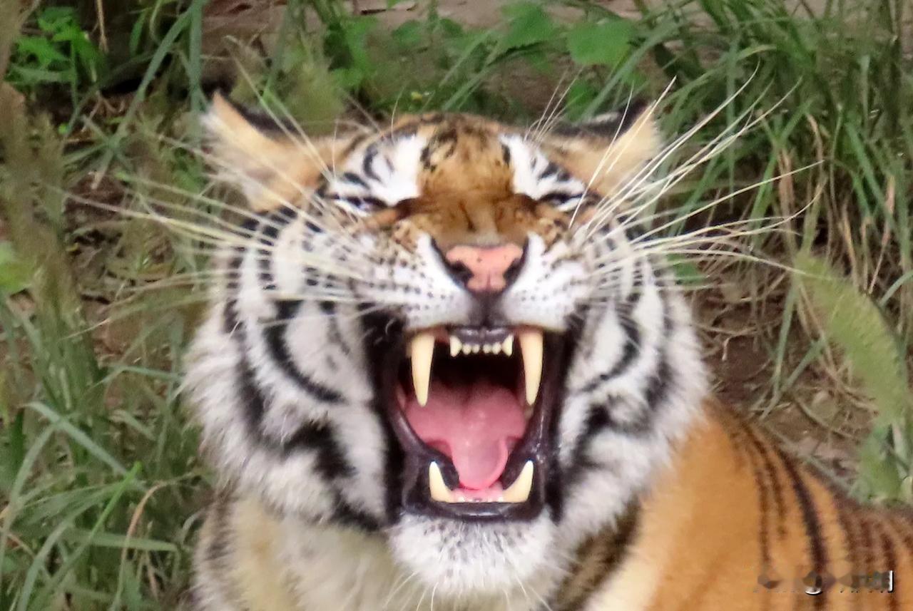 哈哈哈，笑死我了
宁波动物园