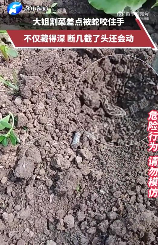 太恐怖了！安徽，一女子在自家菜地割菜，当她伸手拨开菜叶时，发现一条小蛇盘踞其中，