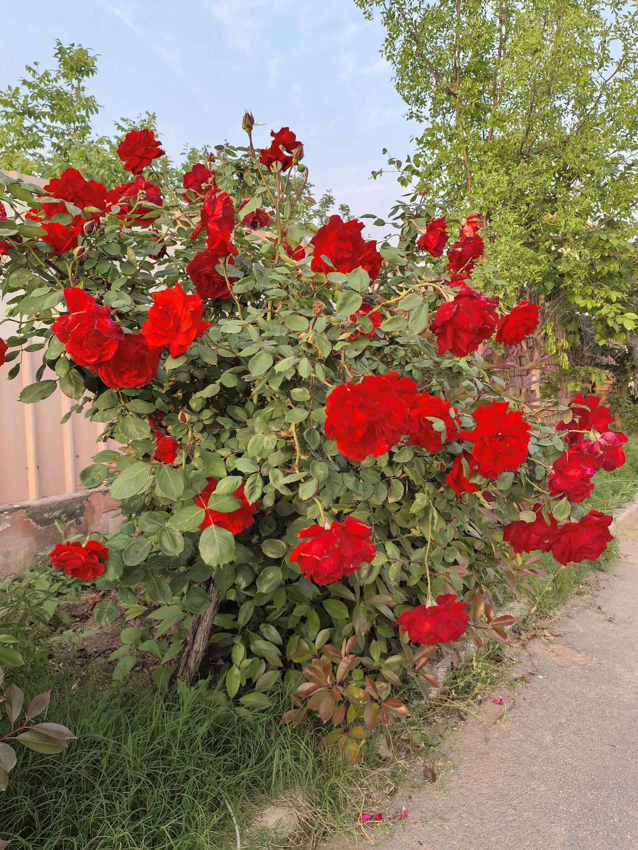 春日生活打卡季路边的玫瑰花，没有管理也开的这么美丽绽放。