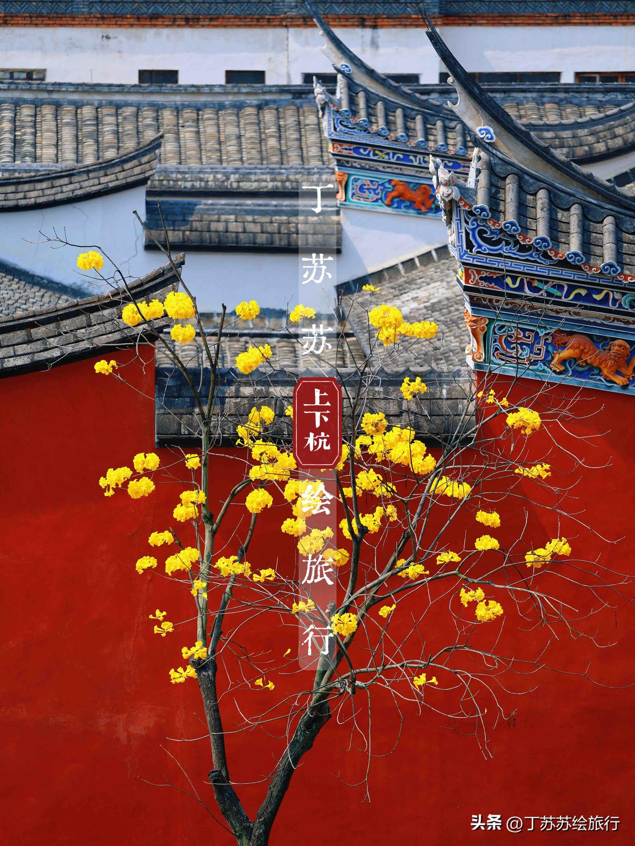 坐上福州去故宫墙的地铁
接下去的福州上下杭 ‼️马鞍墙+故宫红+黄花
3月免费赏