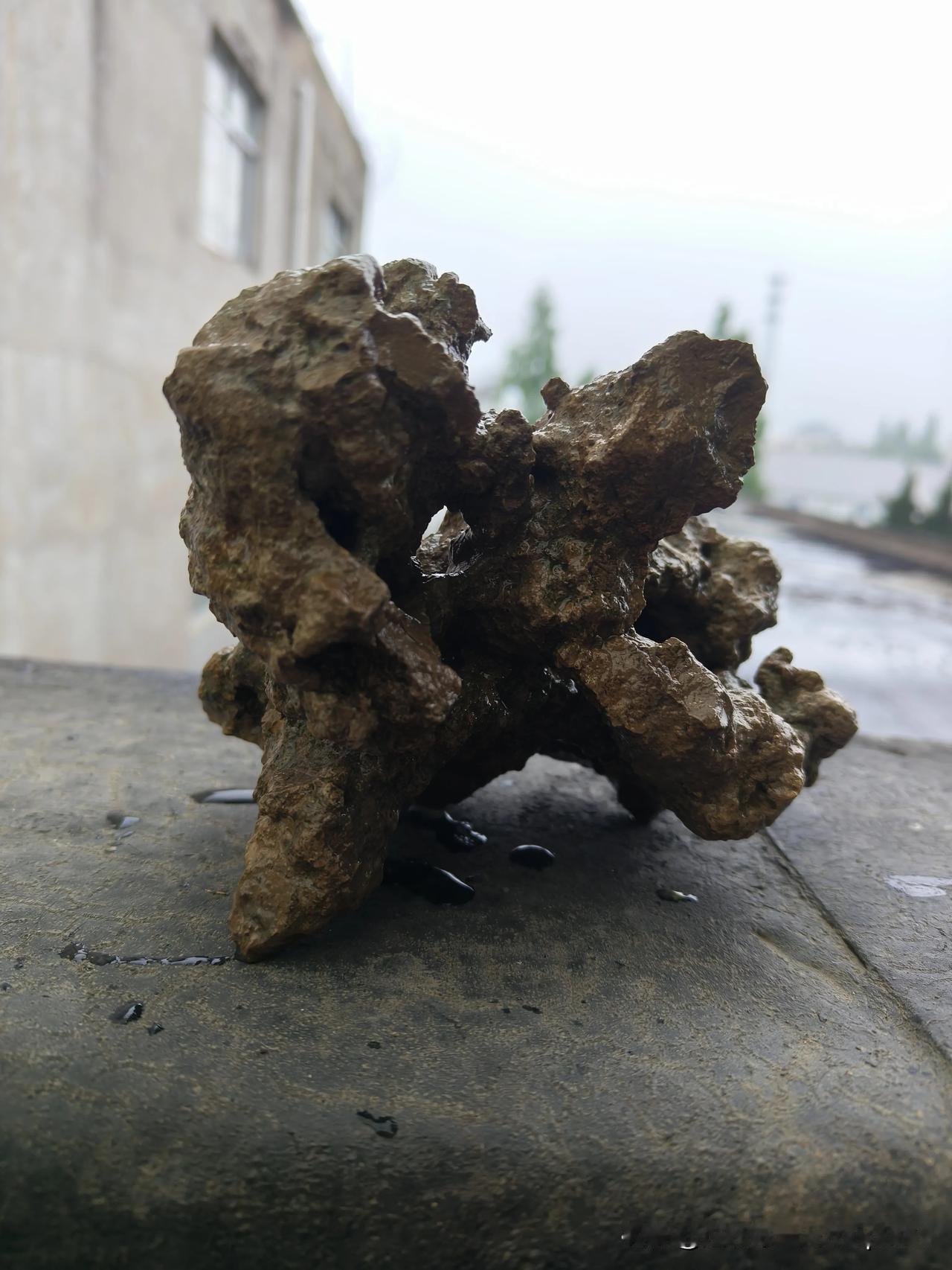 傍晚雨中徒步，在路边发现一块砂礓很有特色，不但形状怪异，而且上面有好几个孔，有点