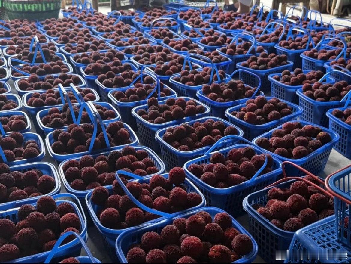 台州沿海高速热心助农让杨梅季更有温度让赶路旅人驻足就能品尝山野鲜果。实时直播展现
