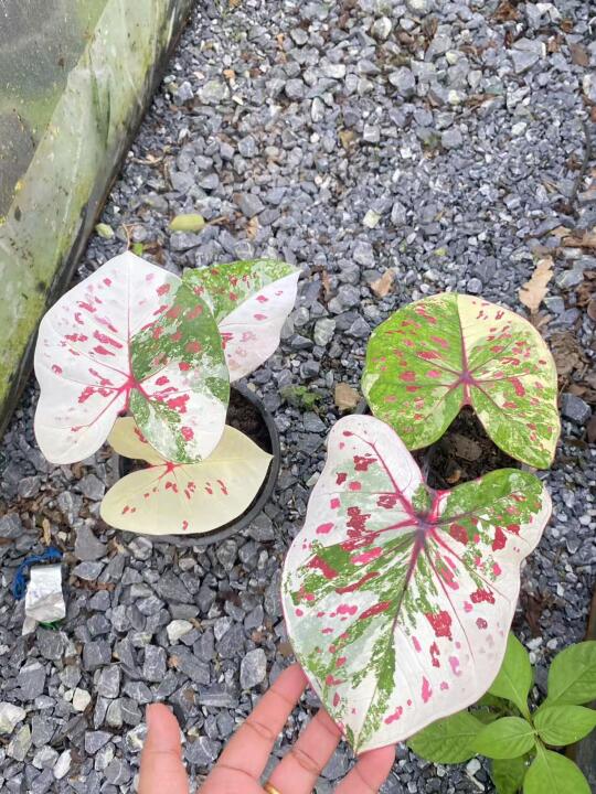 下期预告——铠甲