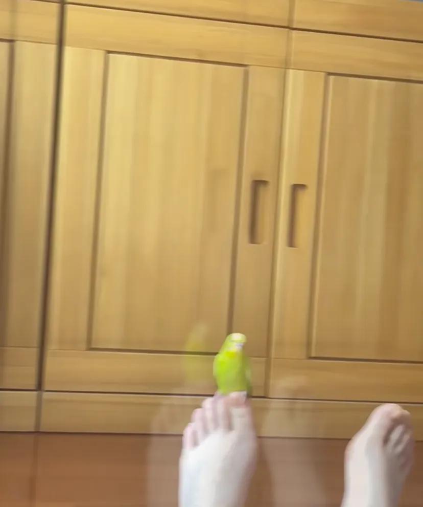 躺地上睡午觉醒来后:怀疑他以为我死了
而且小鸡平时就喜欢在高的地方站着，今天甚至